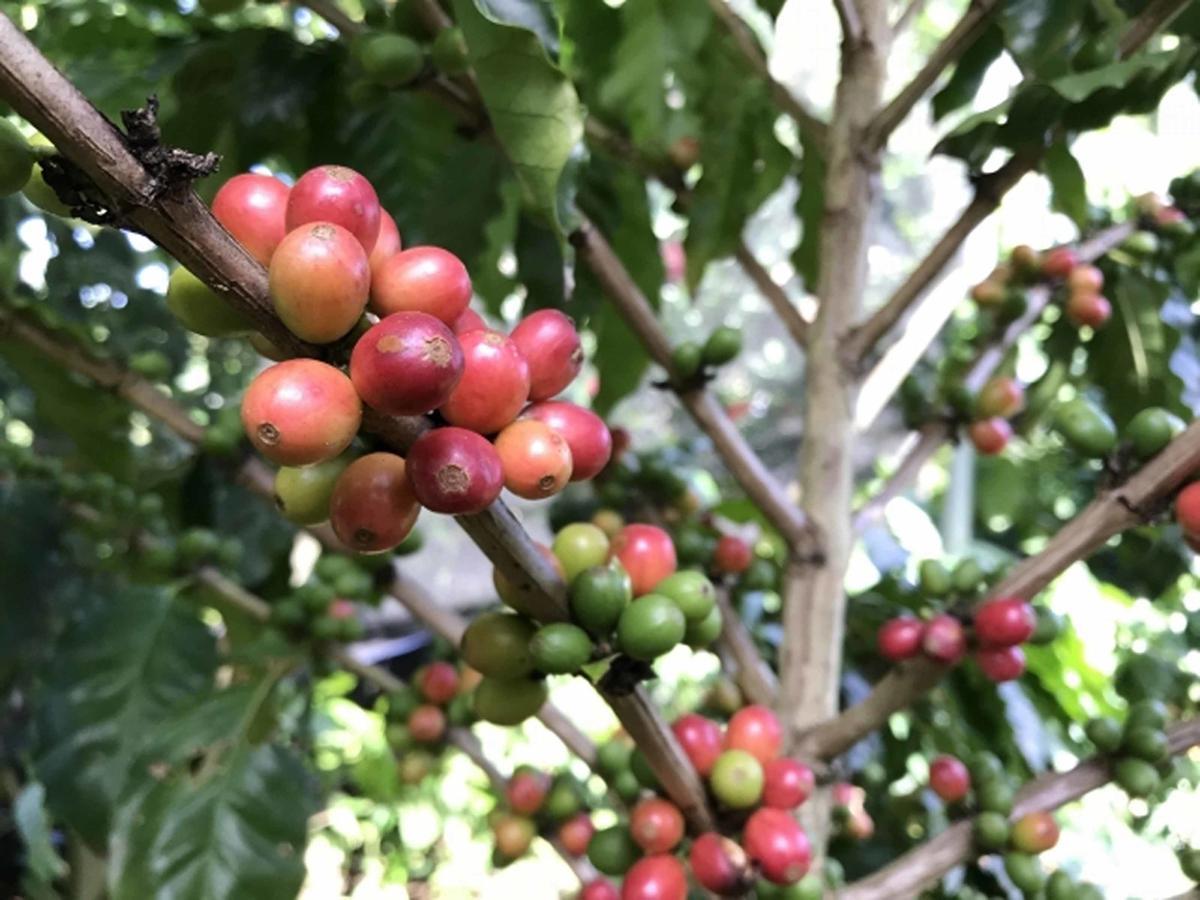 Matayoshi Coffee Farm Villa Higashi Exterior photo