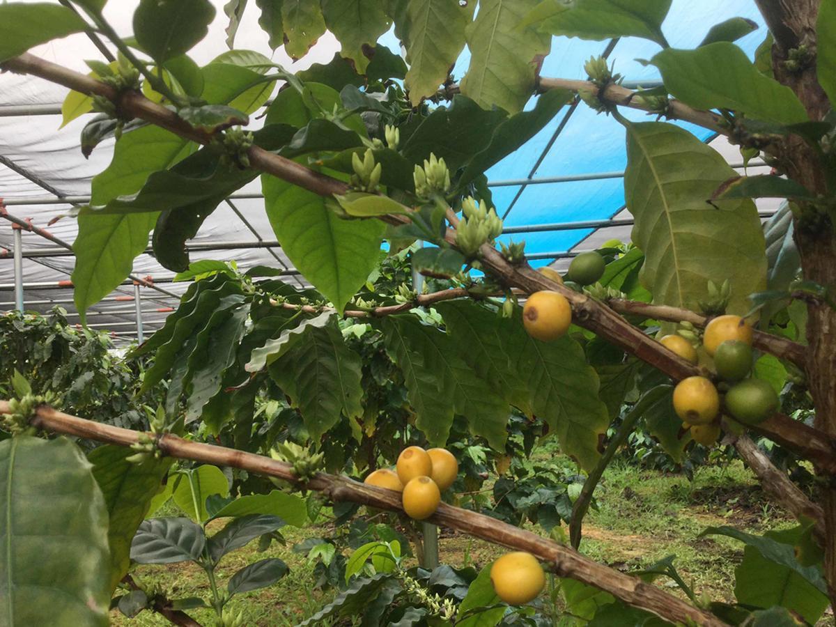 Matayoshi Coffee Farm Villa Higashi Exterior photo